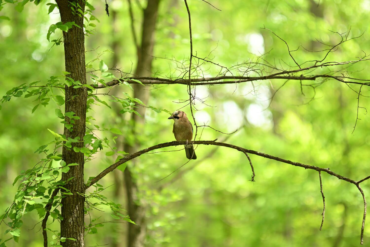 Chant des oiseaux de bon matin