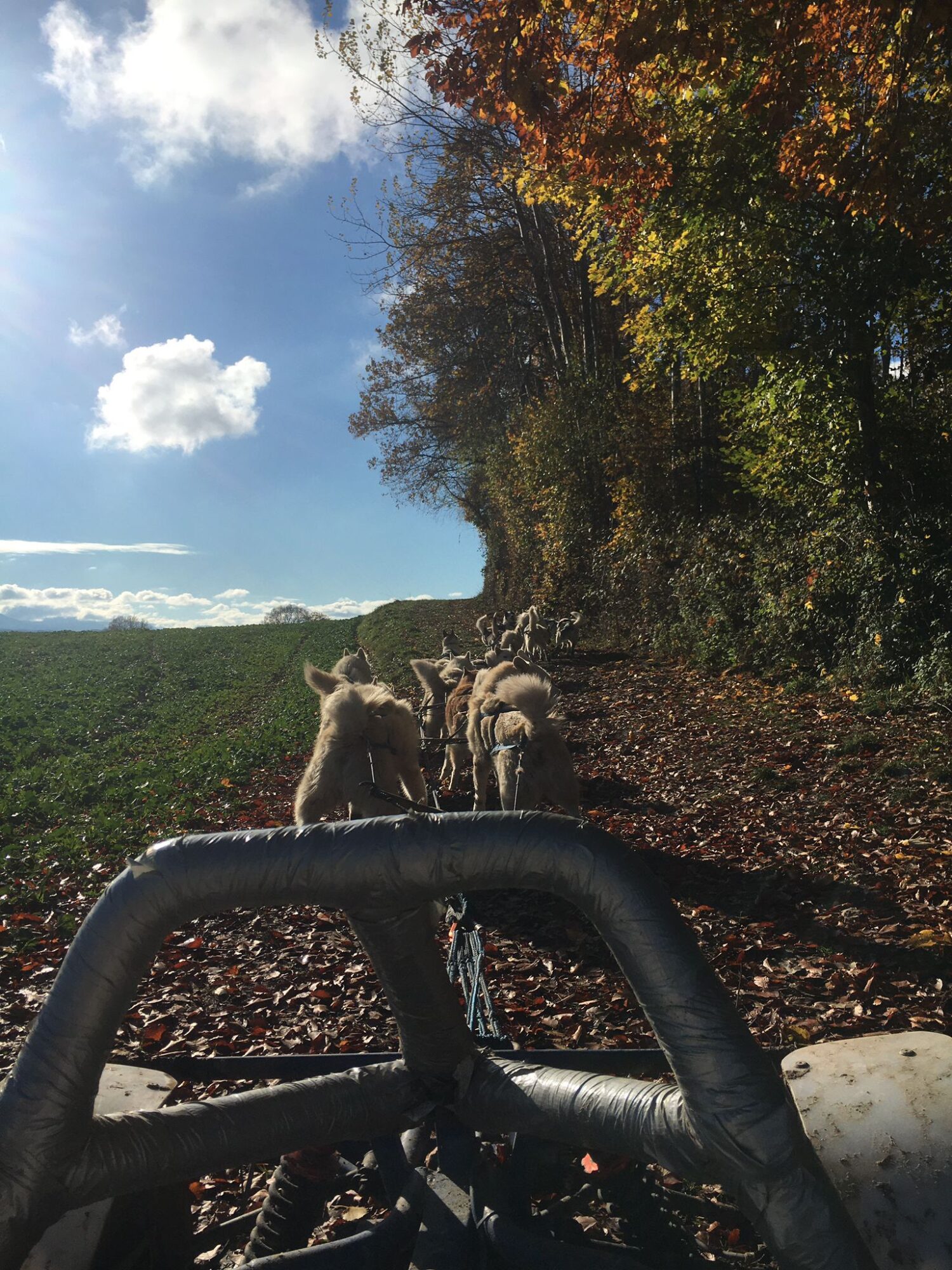 Arco Mushing Team