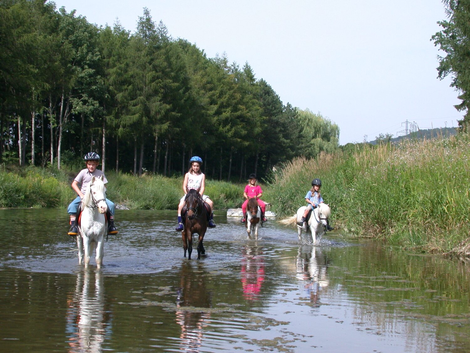 Poneys de la Broye