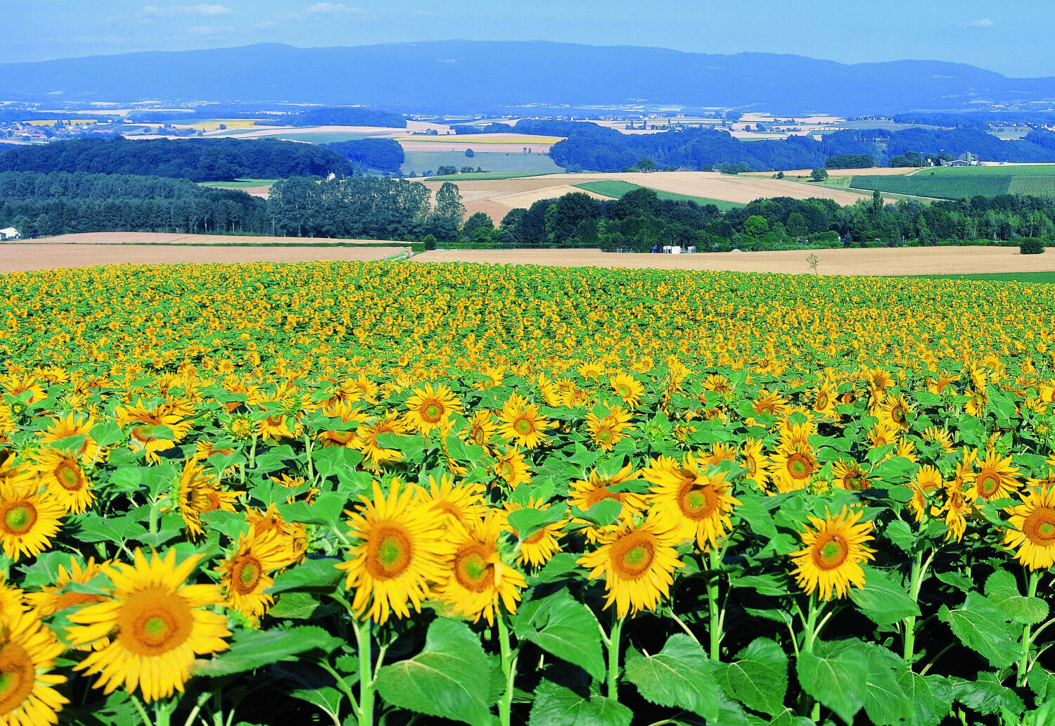 Tour Ouest de la Commune d’Oron