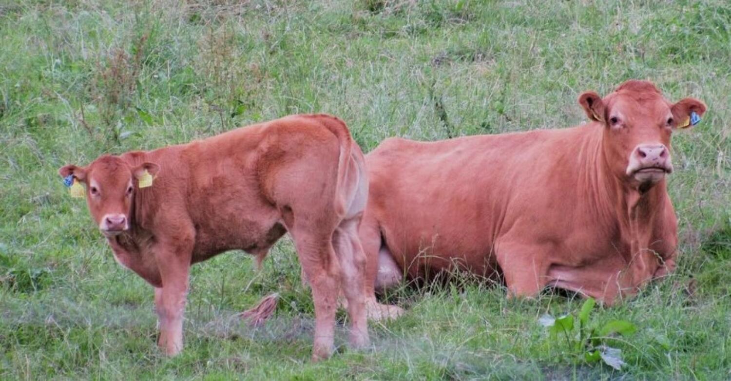 Directferme – Famille Henry